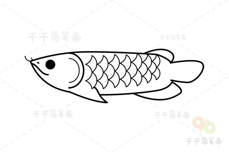 金龍魚簡(jiǎn)筆畫圖片大全