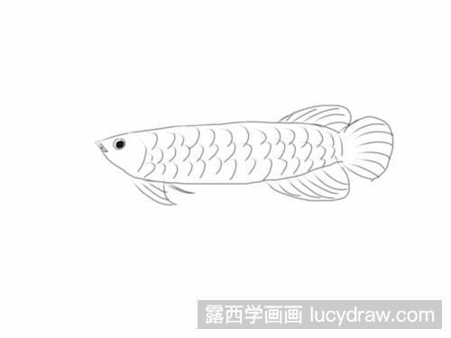 金龍魚簡(jiǎn)筆畫圖片大全