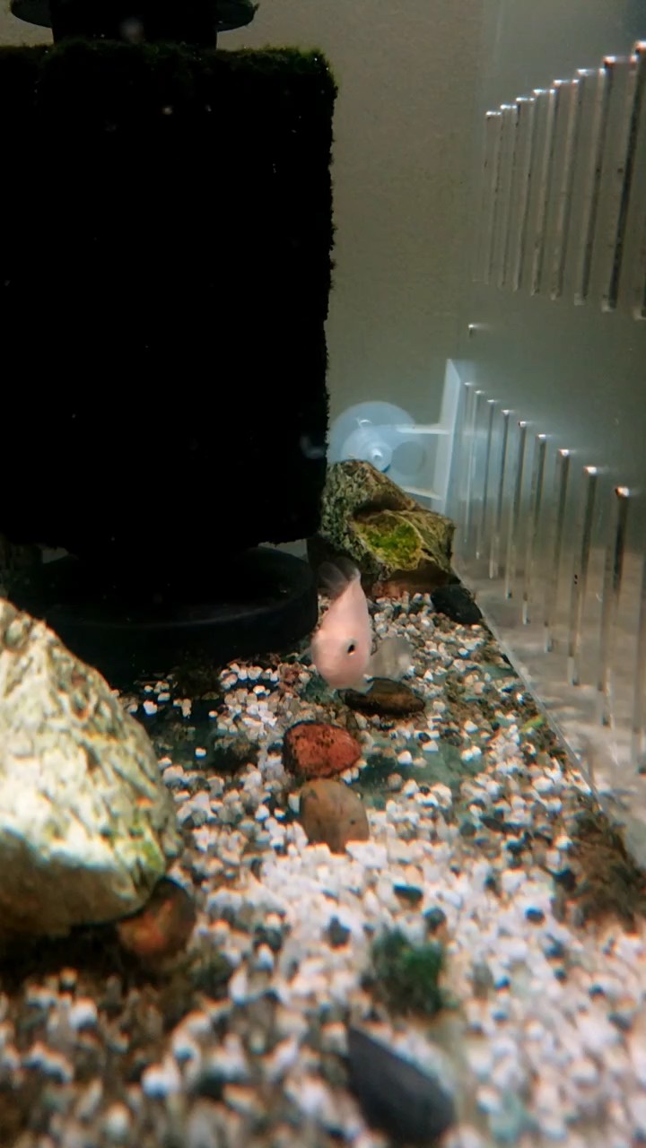 迷你鸚鵡小魚