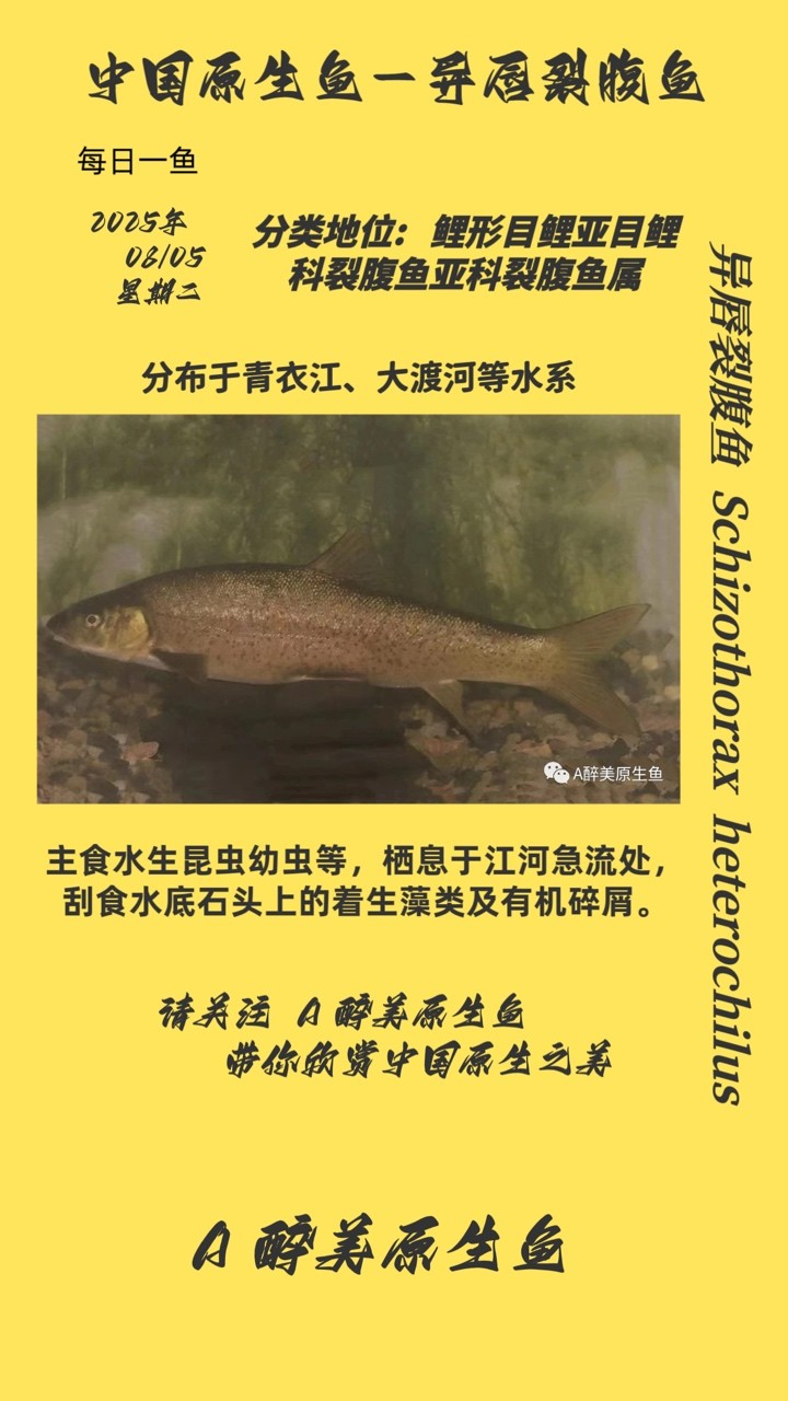 異唇裂腹魚