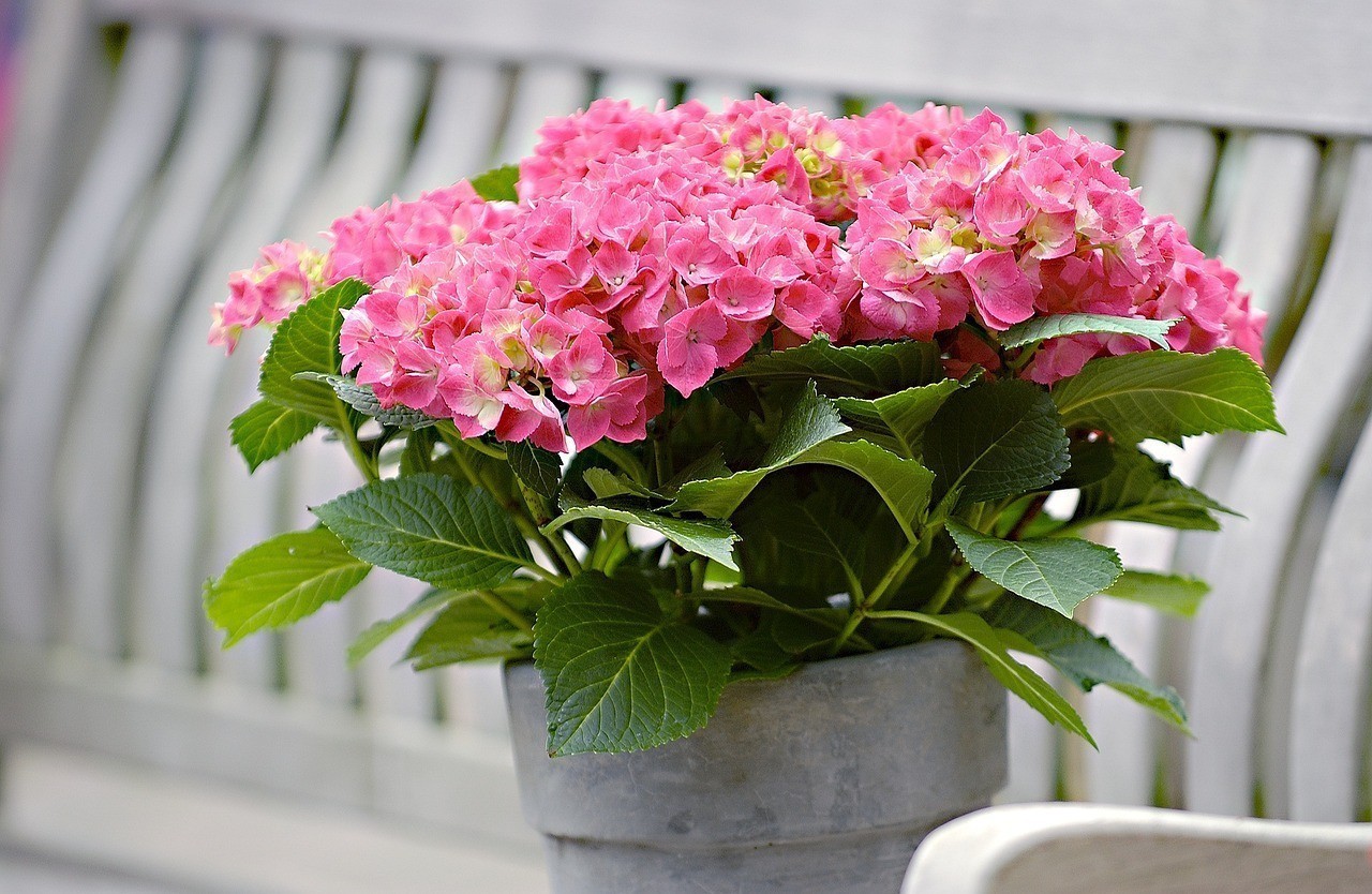 如何挑選一款合適的招財龍魚擺件