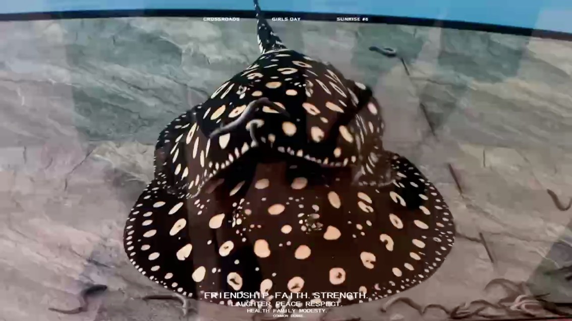 又到了喂魚時刻