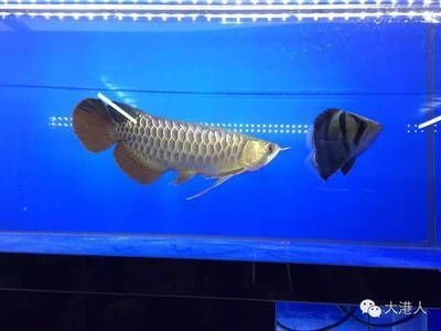 莊河市新華斗羅堂水族工作室（莊河市新華斗羅堂水族工作室地址）