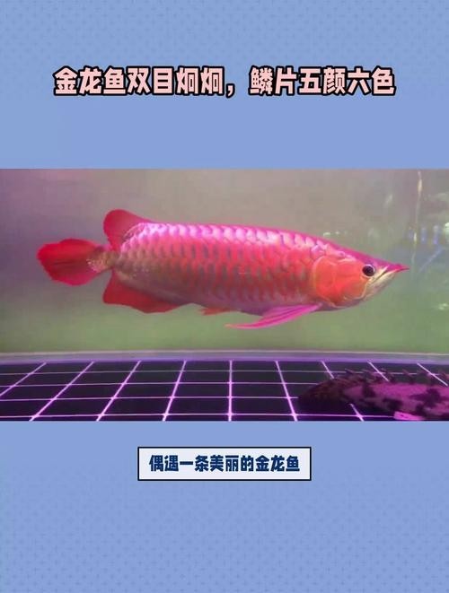 龍魚種類區(qū)別及價格表圖片