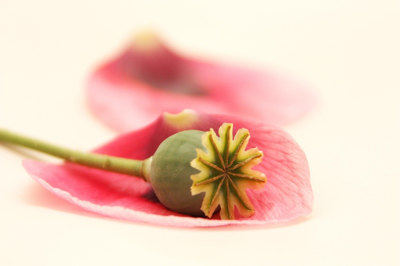 華容縣注滋口鎮(zhèn)繁花鮮花店（華容縣注滋口鎮(zhèn)犯罪案件） 華容縣注滋口鎮(zhèn)繁花鮮花店（華容縣注滋口鎮(zhèn)犯罪案件） 全國(guó)水族館企業(yè)名錄