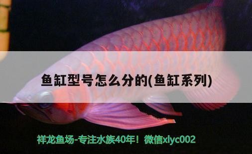 宜良縣藍藍水族館（宜良縣藍藍水族館電話）