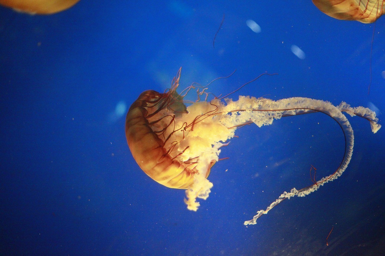 哪些因素會影響雷龍魚的繁殖？