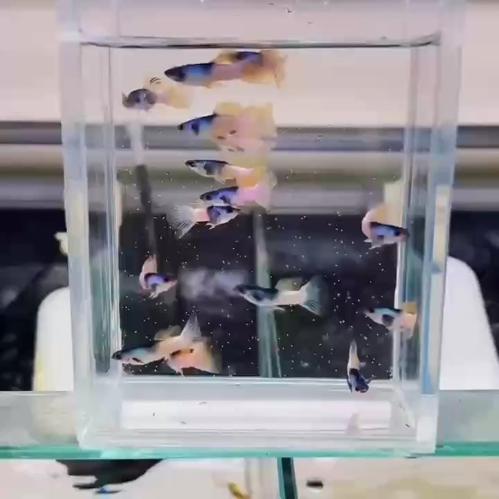 粉紅熊貓孔雀魚#孔雀魚#高端孔雀魚#稀有孔雀魚