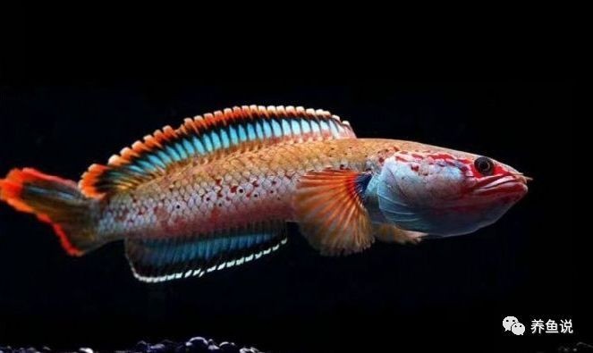 雷龍魚剛到家趴缸正常嗎