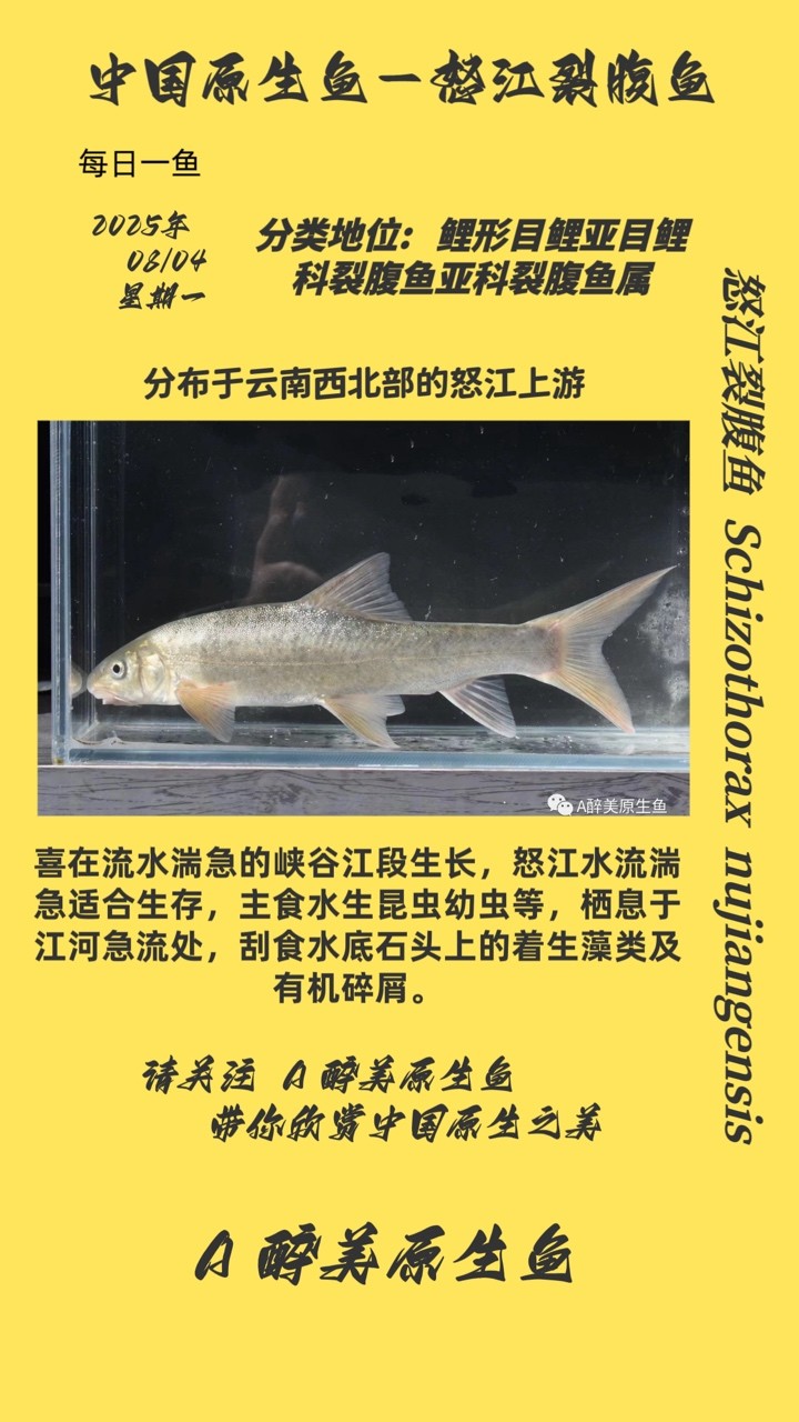 怒江裂腹魚 怒江裂腹魚 龍魚論壇