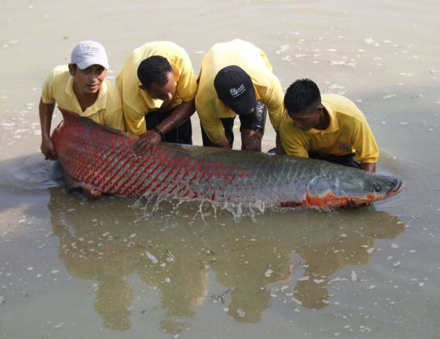 青縣大愛(ài)魚(yú)食水族館（青縣大愛(ài)魚(yú)食水族館電話(huà)）