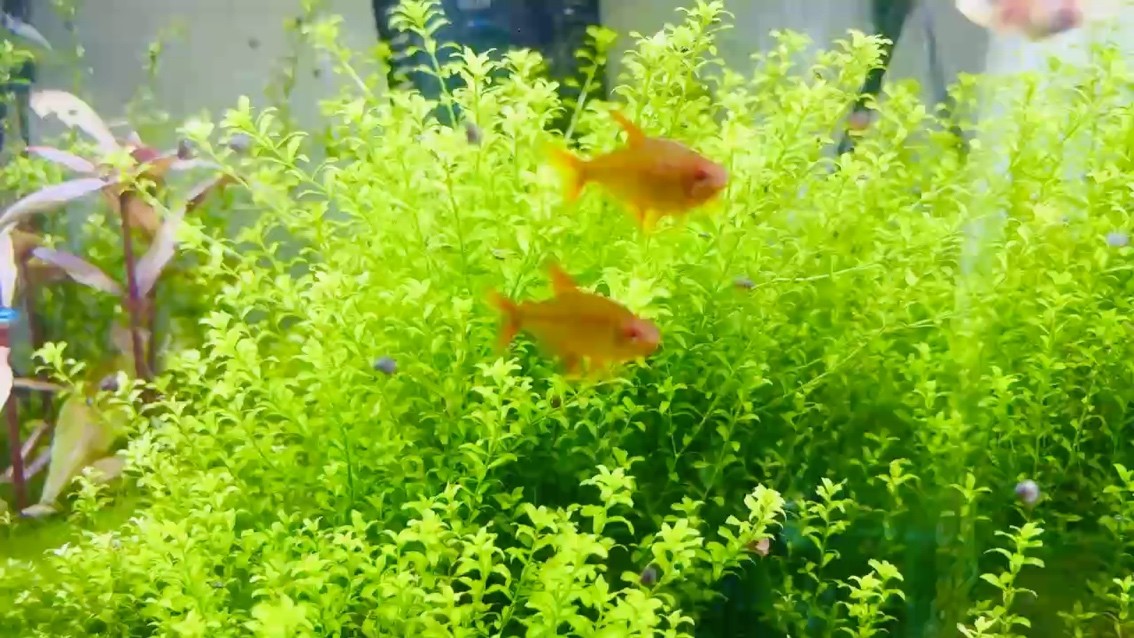 草地
