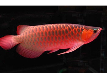 紅龍魚怎么喂食視頻講解圖片大全（紅龍魚怎么喂食視頻講解圖片大全集）