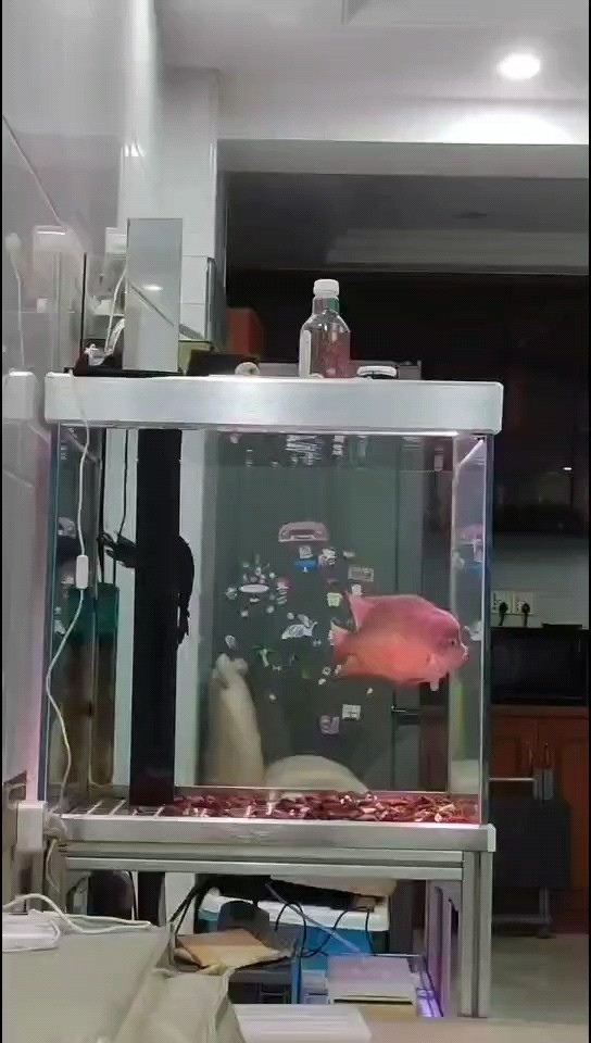 全靠死撐