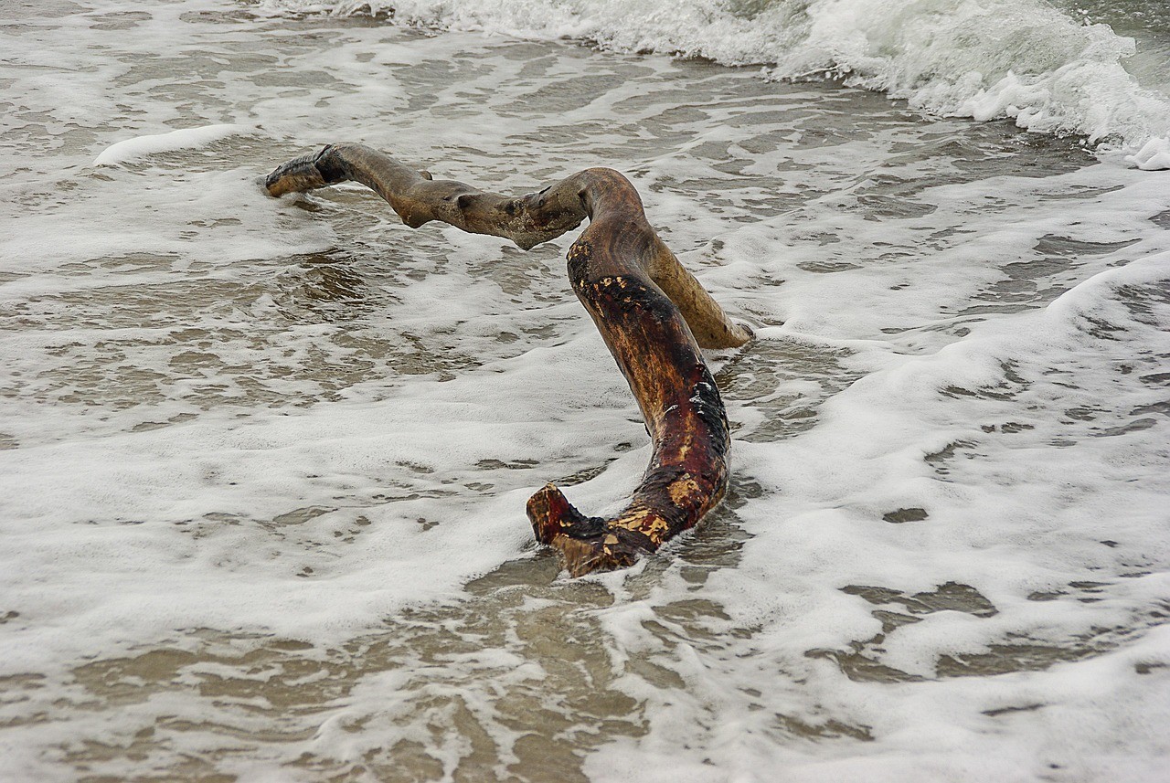 魟魚是海水還是淡水