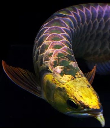 龍魚炸鱗的幾種類型，認(rèn)清病理，對癥下藥，能夠痊愈！，龍魚之巔編輯整理：龍魚炸鱗分為以下幾種類型，對癥下藥是痊愈的