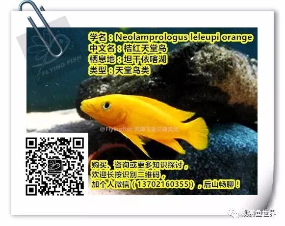 龍魚炸鱗的幾種類型，認(rèn)清病理，對(duì)癥下藥，能夠痊愈！，龍魚之巔編輯整理：龍魚炸鱗分為以下幾種類型，對(duì)癥下藥是痊愈的