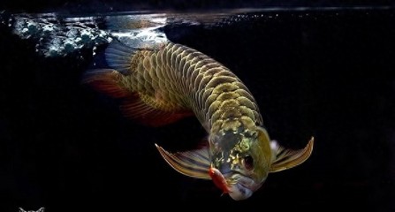 金龍魚 孵化：金龍魚孵化過程