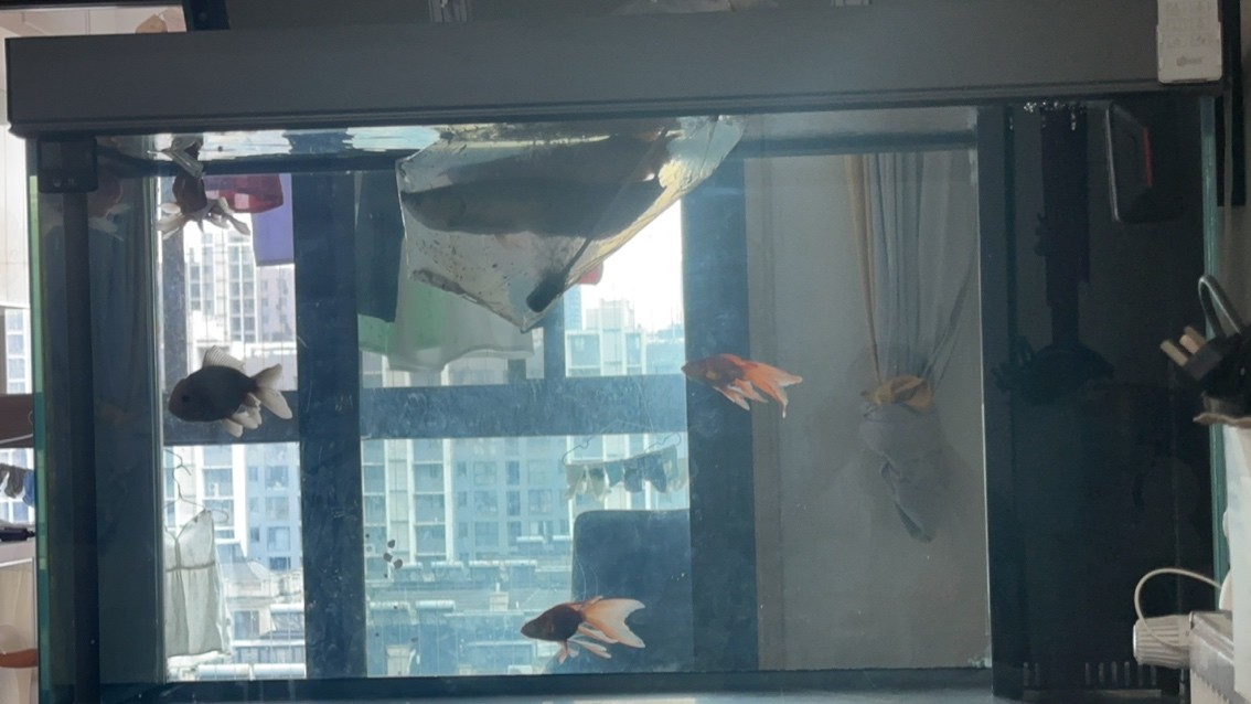 1300從魚友那拿條紅龍，不知道咋樣