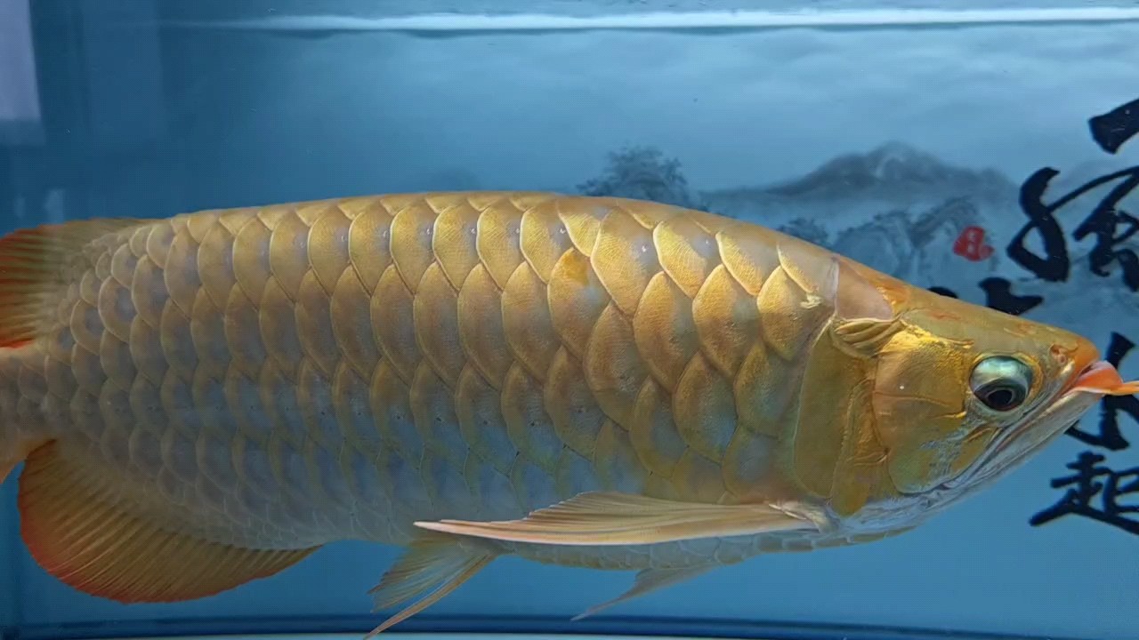 又換新水了[haha][haha][haha] 又換新水了[haha][haha][haha] 龍魚論壇