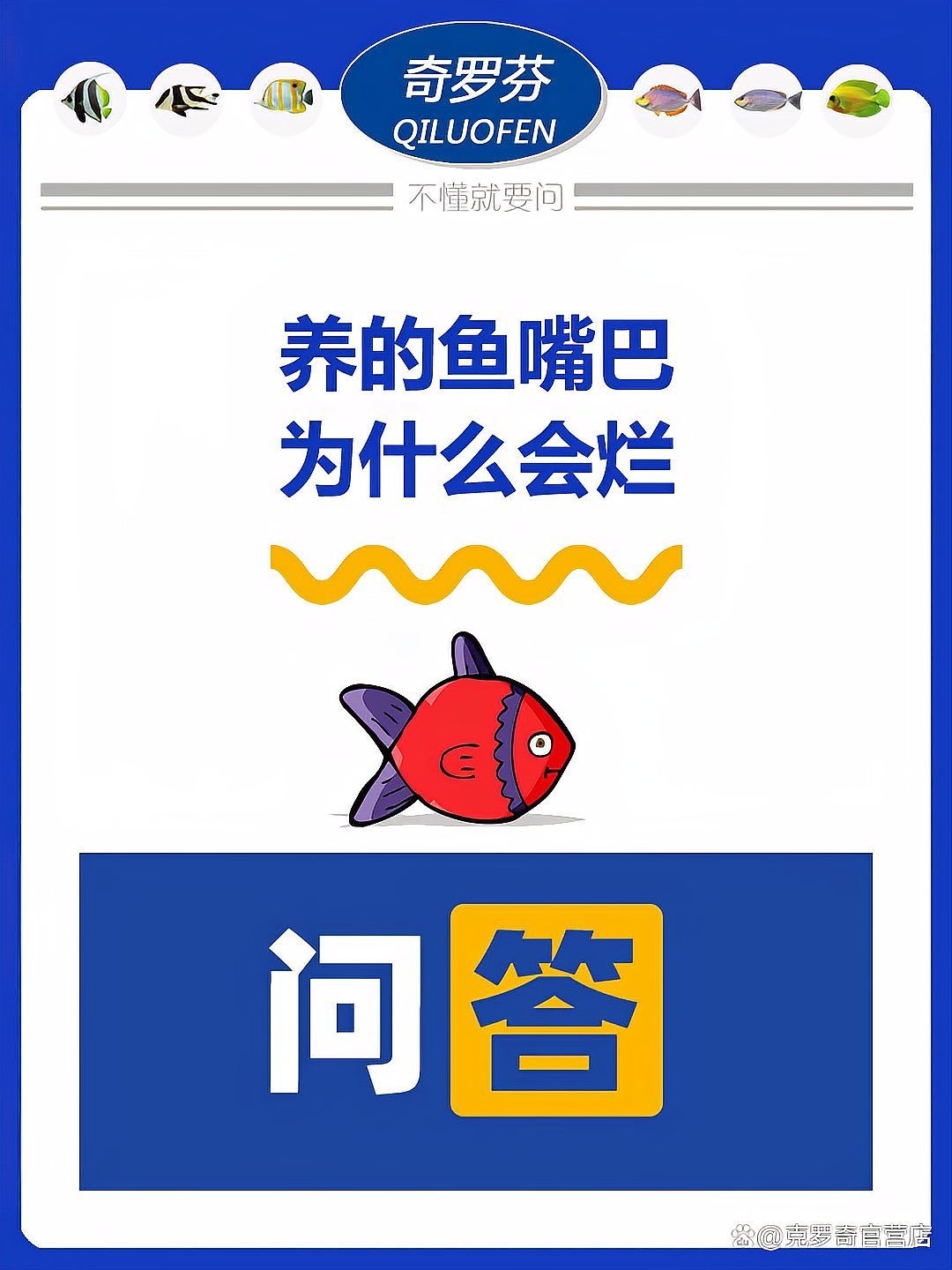 龍魚嘴爛怎么回事啊
