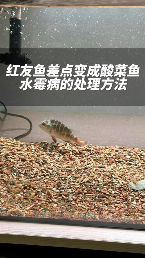 雷龍魚身上有白色絮狀物怎么辦圖片