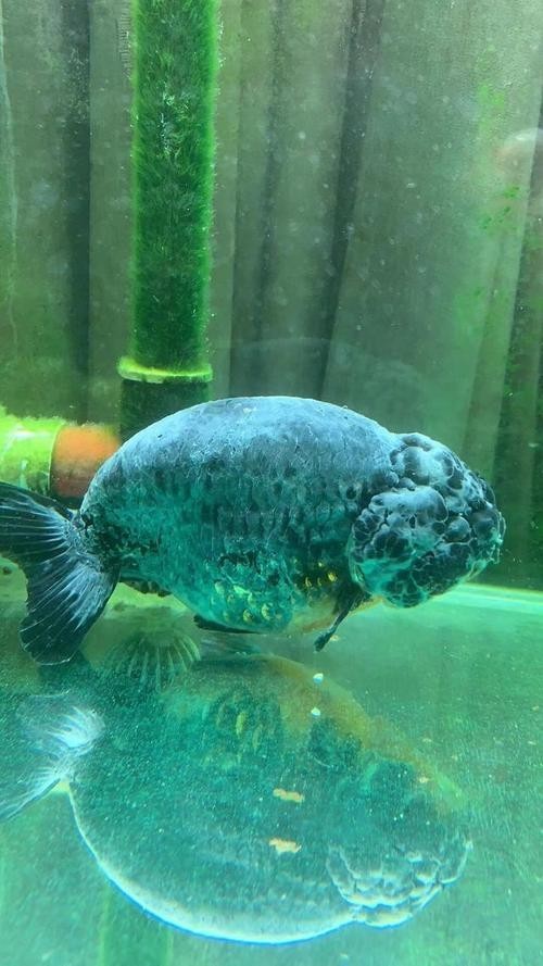 雷龍魚身上有白色絮狀物怎么辦圖片