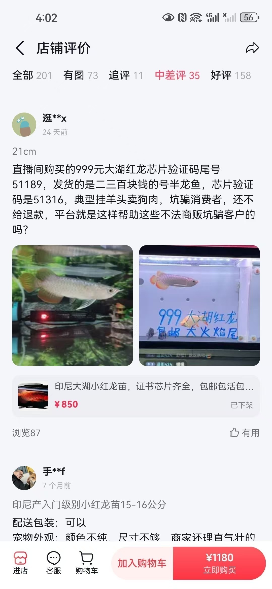 直播間購買觀賞魚被騙，老謝龍魚就是騙子