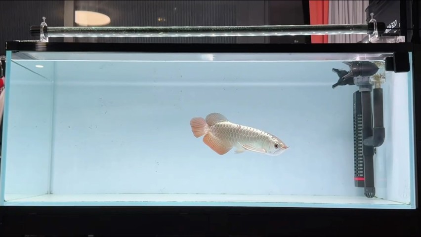 小炮彈入缸大吉