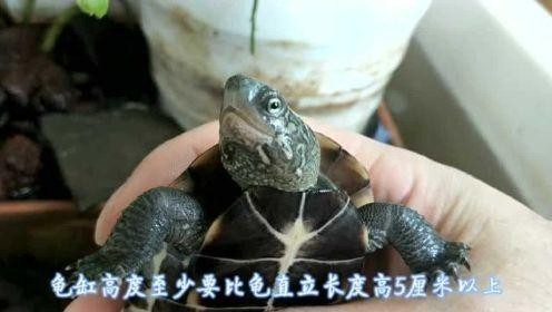 龍龜放魚缸有哪些尺寸選擇