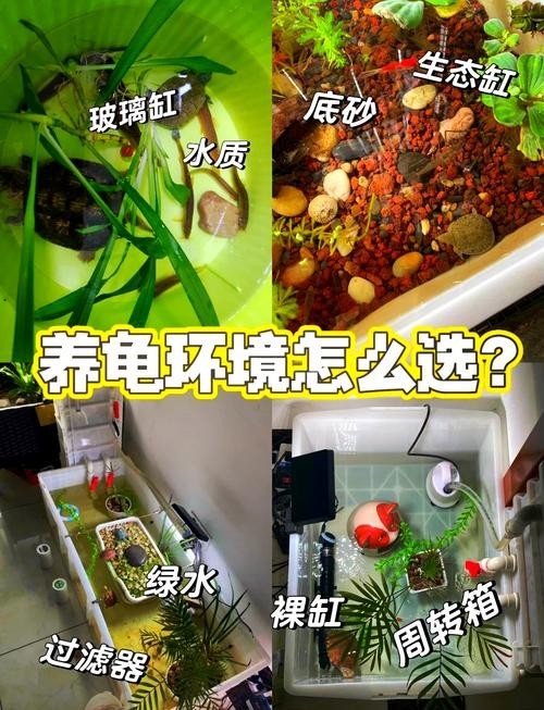 龍龜放魚缸有哪些尺寸選擇