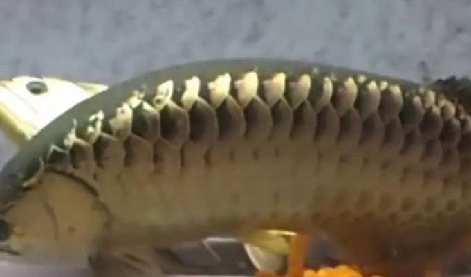 連山區興工街魚兒樂水族館（連山區興工街魚兒樂水族館電話）