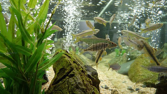 100種魚缸圖片