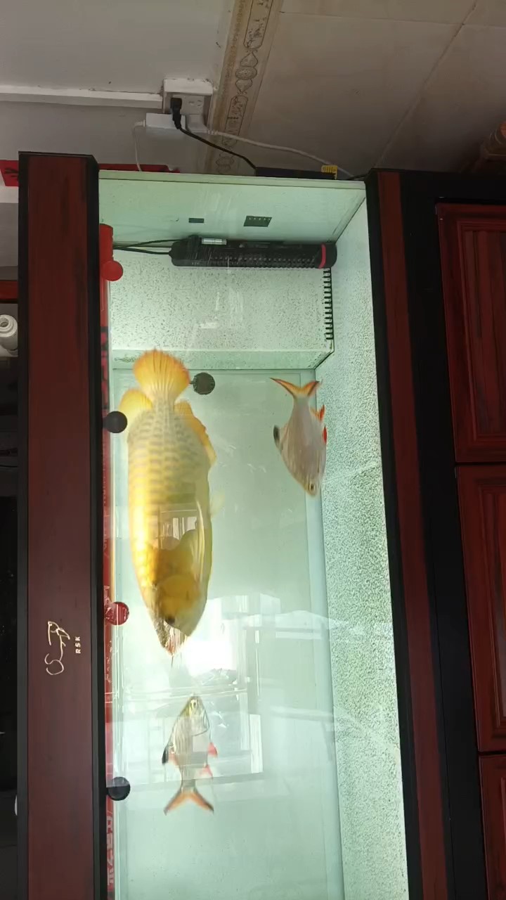 兩歲啦！小紅龍也長大了。