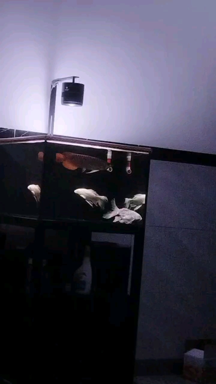 太帥了