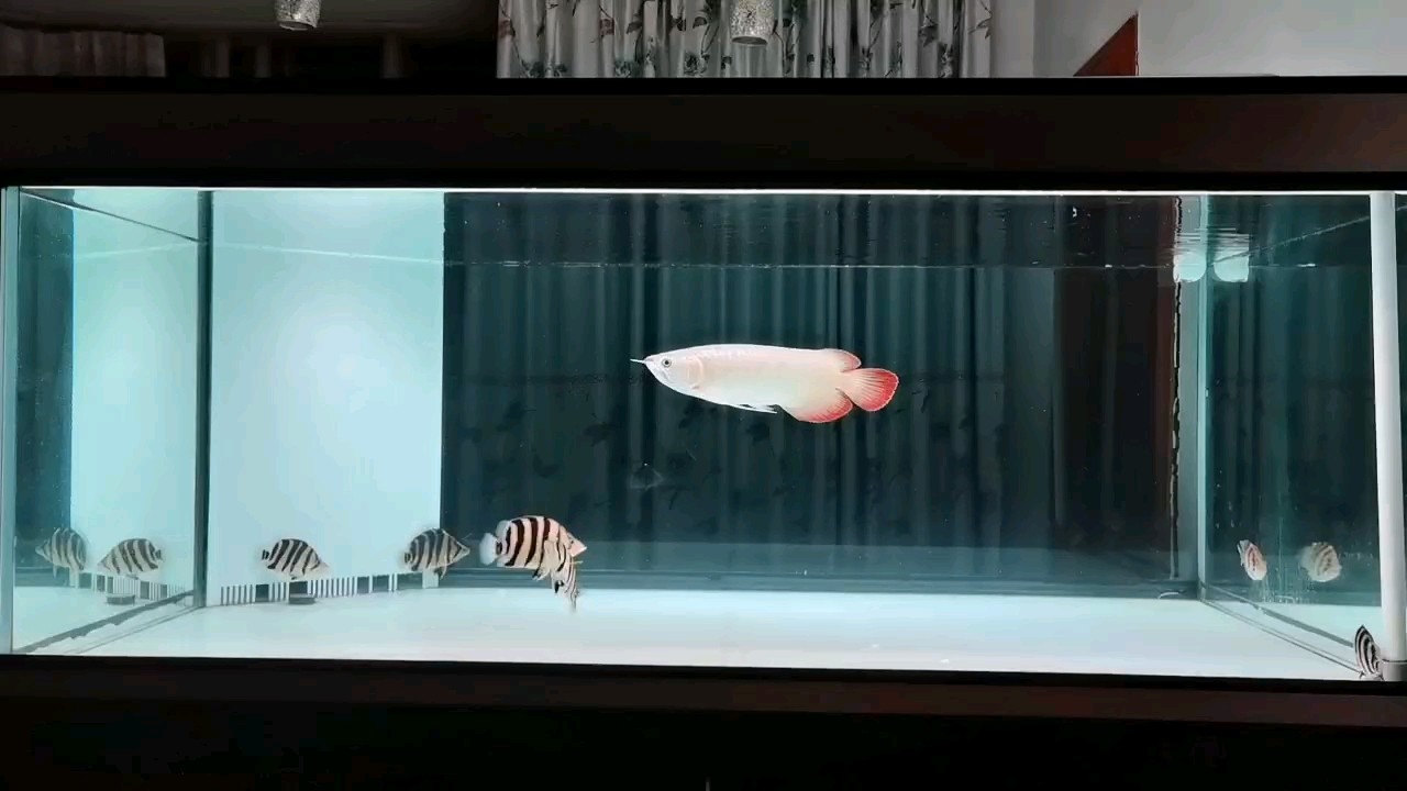 小虎魚太好看了
