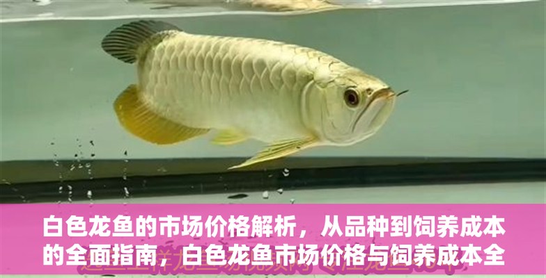 馬來西亞龍魚多少錢一條