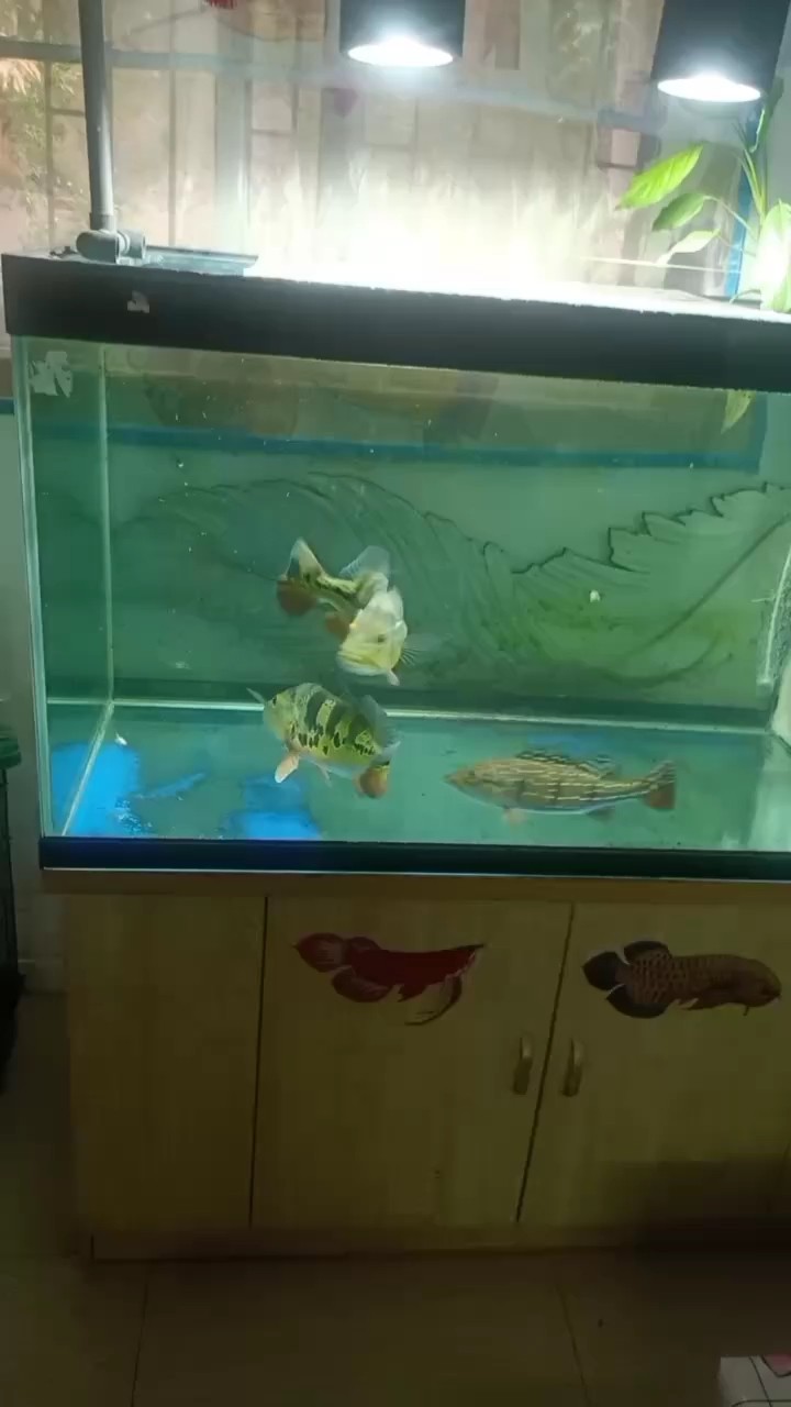帝王長的真快