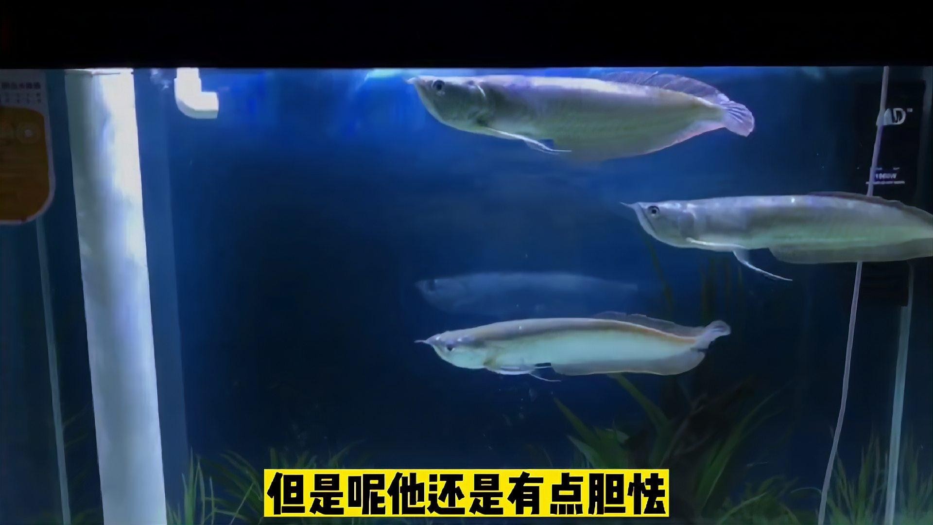 銀龍魚容易受驚嚇嗎