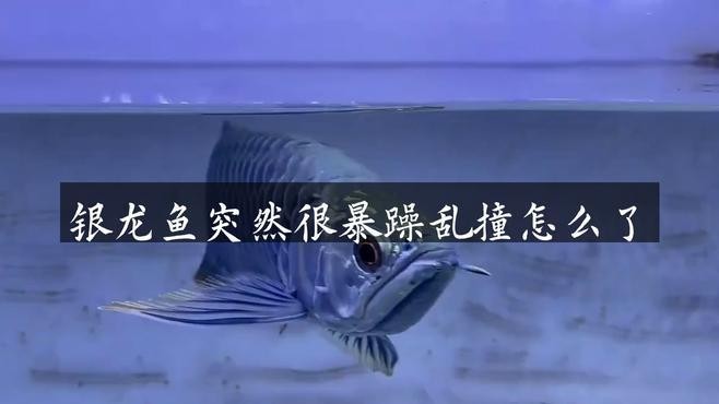 銀龍魚容易受驚嚇嗎