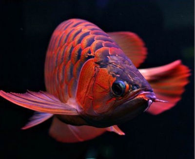 海城市牛莊鎮海東水族圜（海城市牛莊鎮東園村）