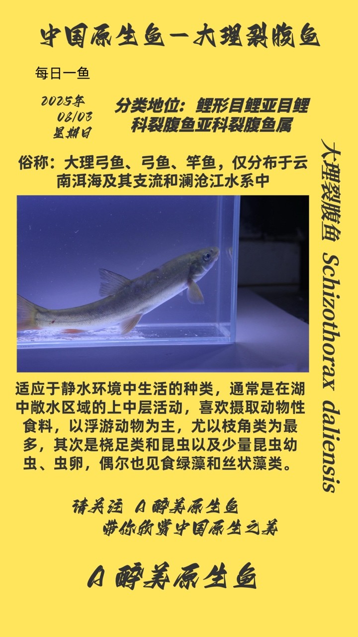 大理裂腹魚
