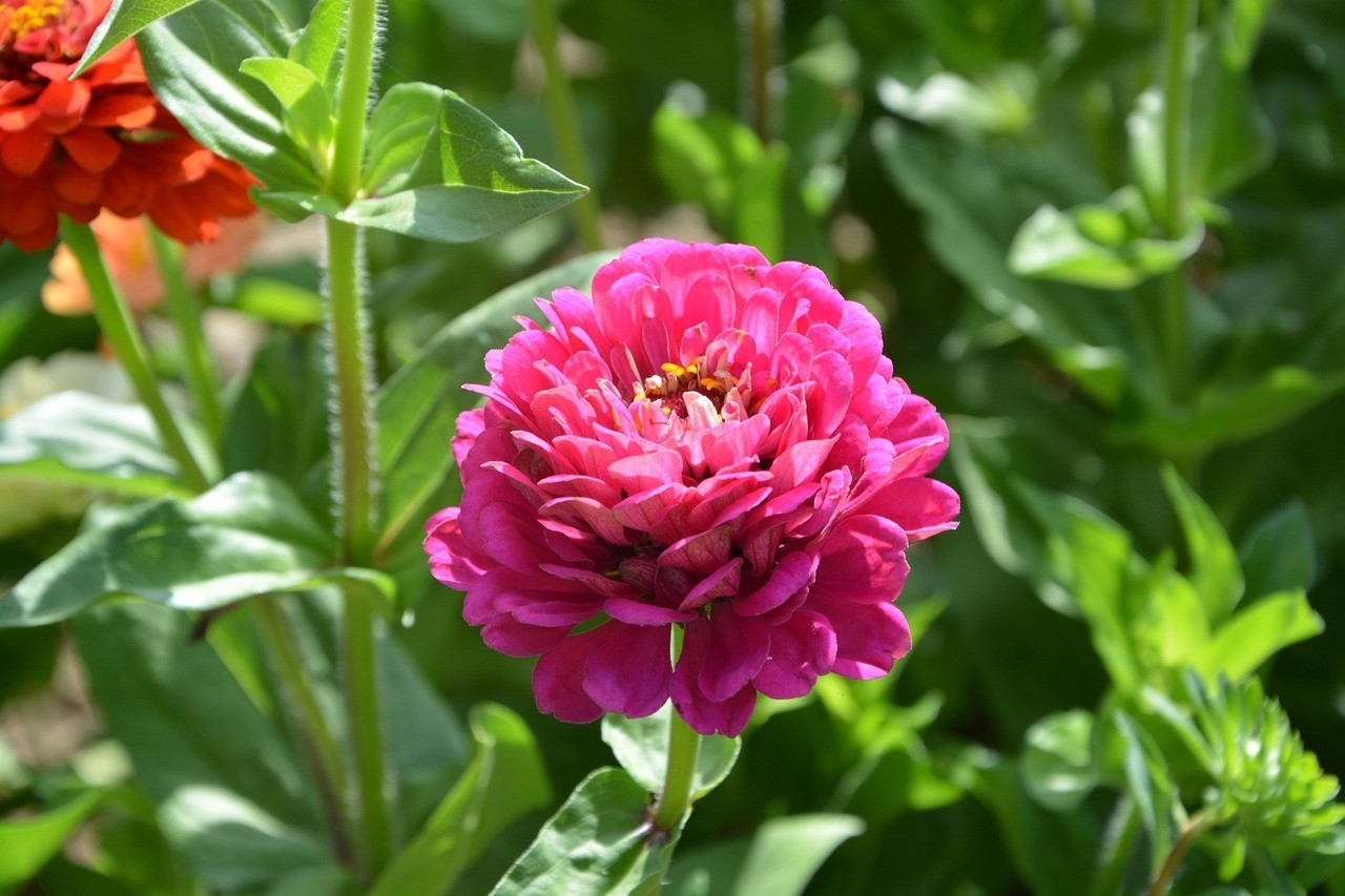正藍旗上都鎮時時花開鮮花店