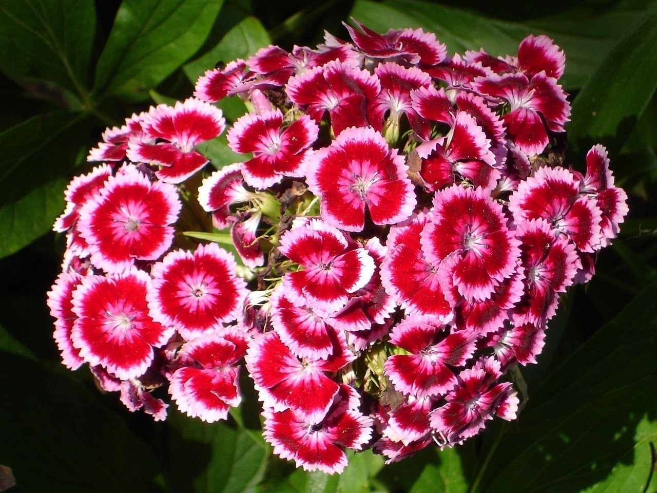 正藍旗上都鎮時時花開鮮花店