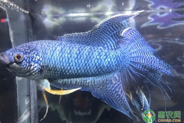 唐山市開平區龍殿水族館（唐山市開平區龍殿水族館電話）