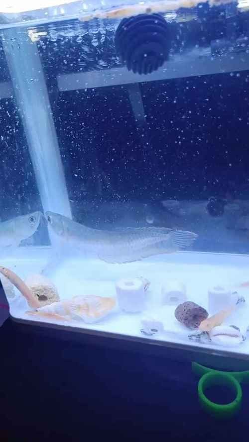 銀龍魚苗喂什么最好呢圖片大全