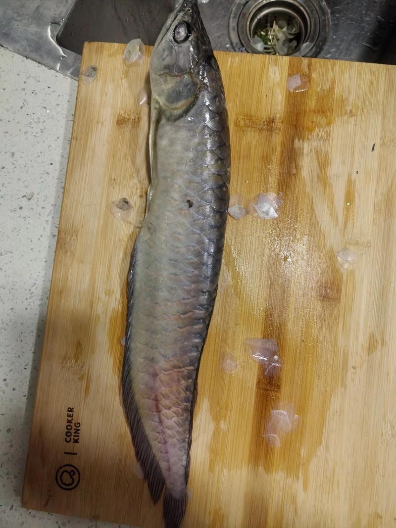 銀龍魚苗喂什么最好呢圖片大全