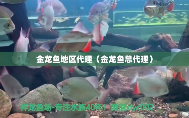 吉林市船營區巔峰水族坊（吉林市船營區巔峰水族坊地址）