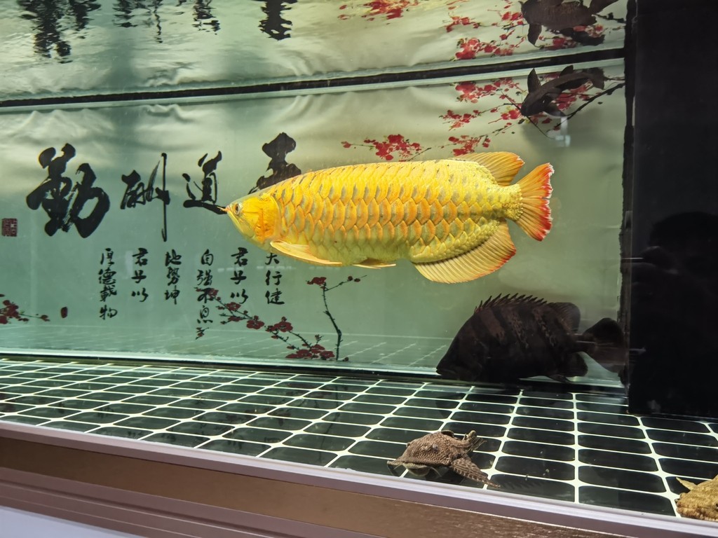 紅尾平克魚最忌三個東西