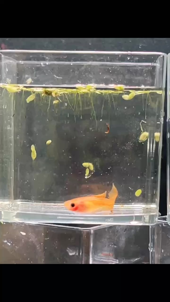 黃蕾絲玻璃貓